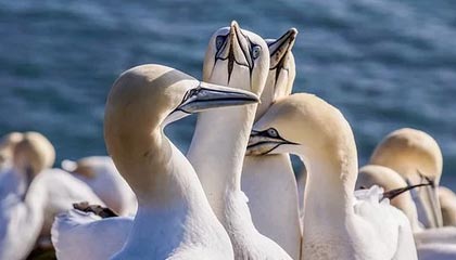 世界杯官网-【CBA第一阶段评奖】MVP郭艾伦力压吴前 周琦DPOY