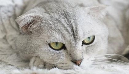 世界杯手机观看-米切尔大合同到手 下一目标带领爵士赢下总冠军