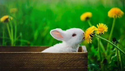 世界杯手机观看-米切尔大合同到手 下一目标带领爵士赢下总冠军